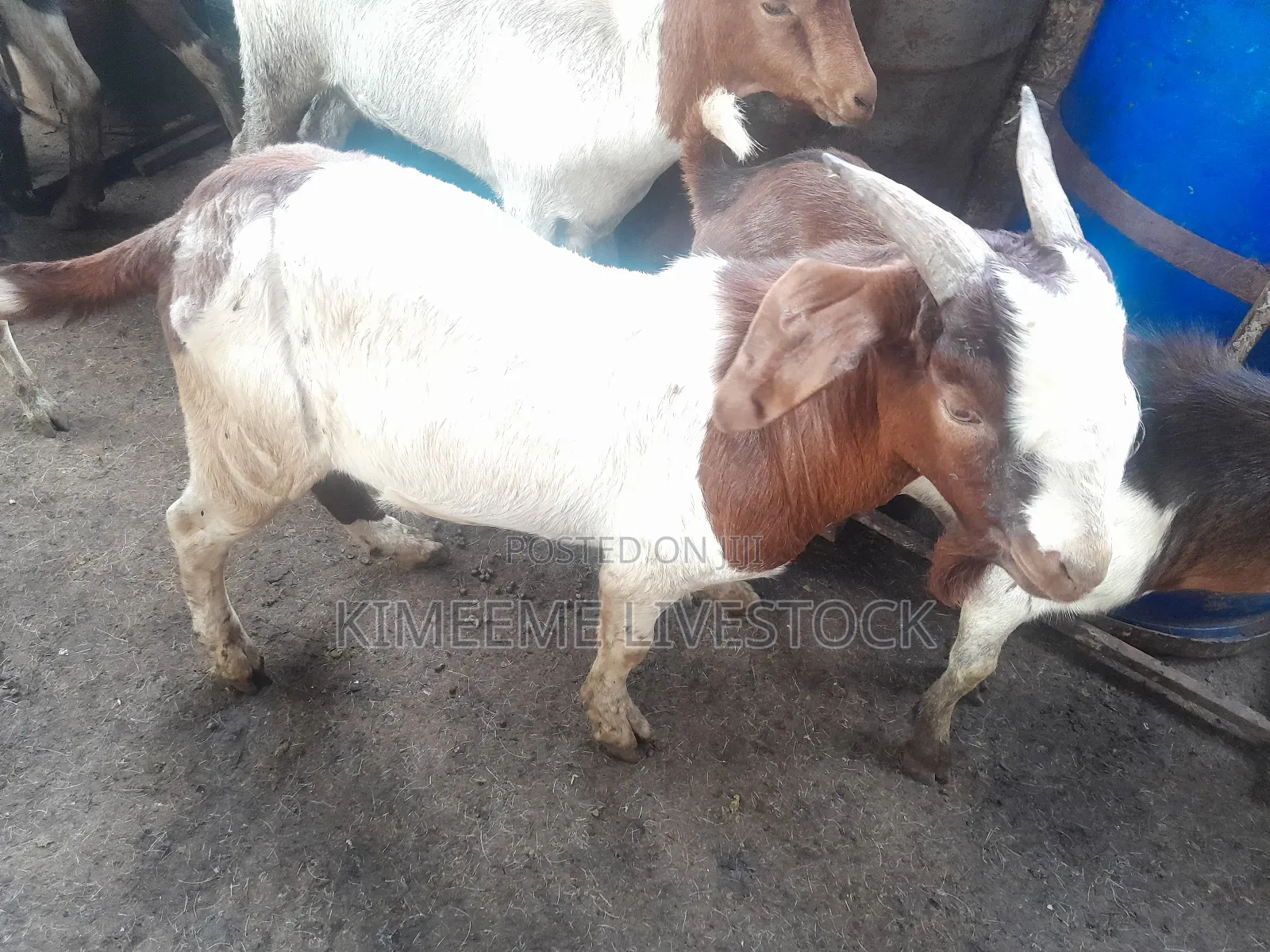Goats  and Sheep  for Rearing in Kampala City and Near