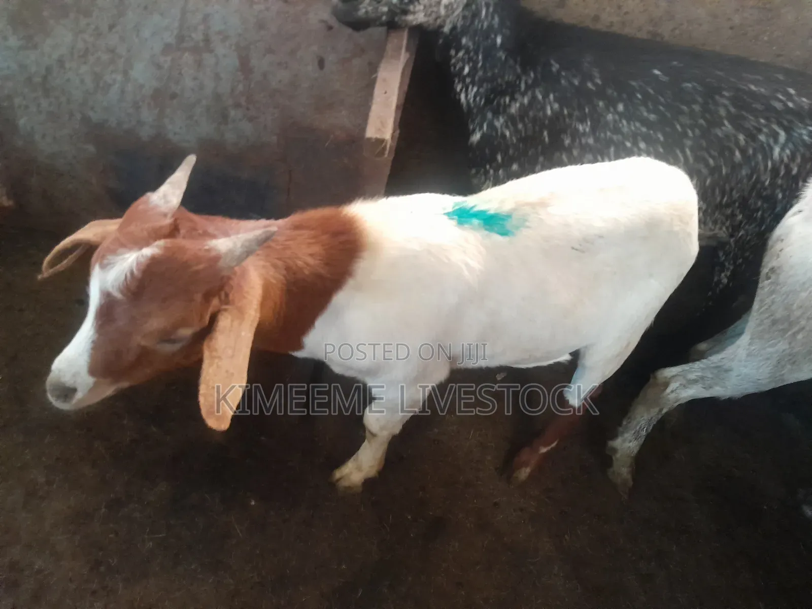 Goats  and Sheep  for Rearing in Kampala City and Near