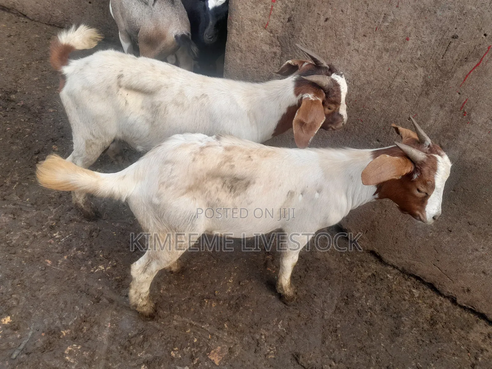 Goats  and Sheep  for Rearing in Kampala City and Near