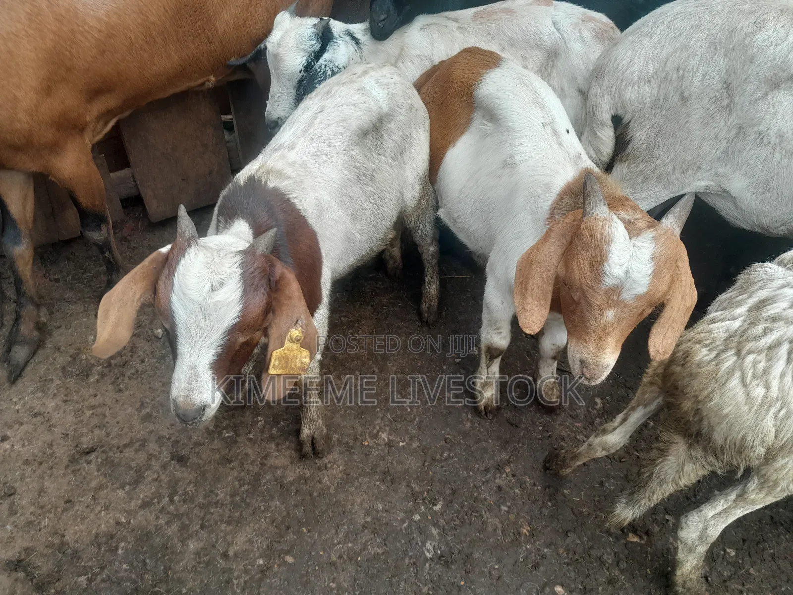 Goats  and Sheep  for Rearing in Kampala City and Near