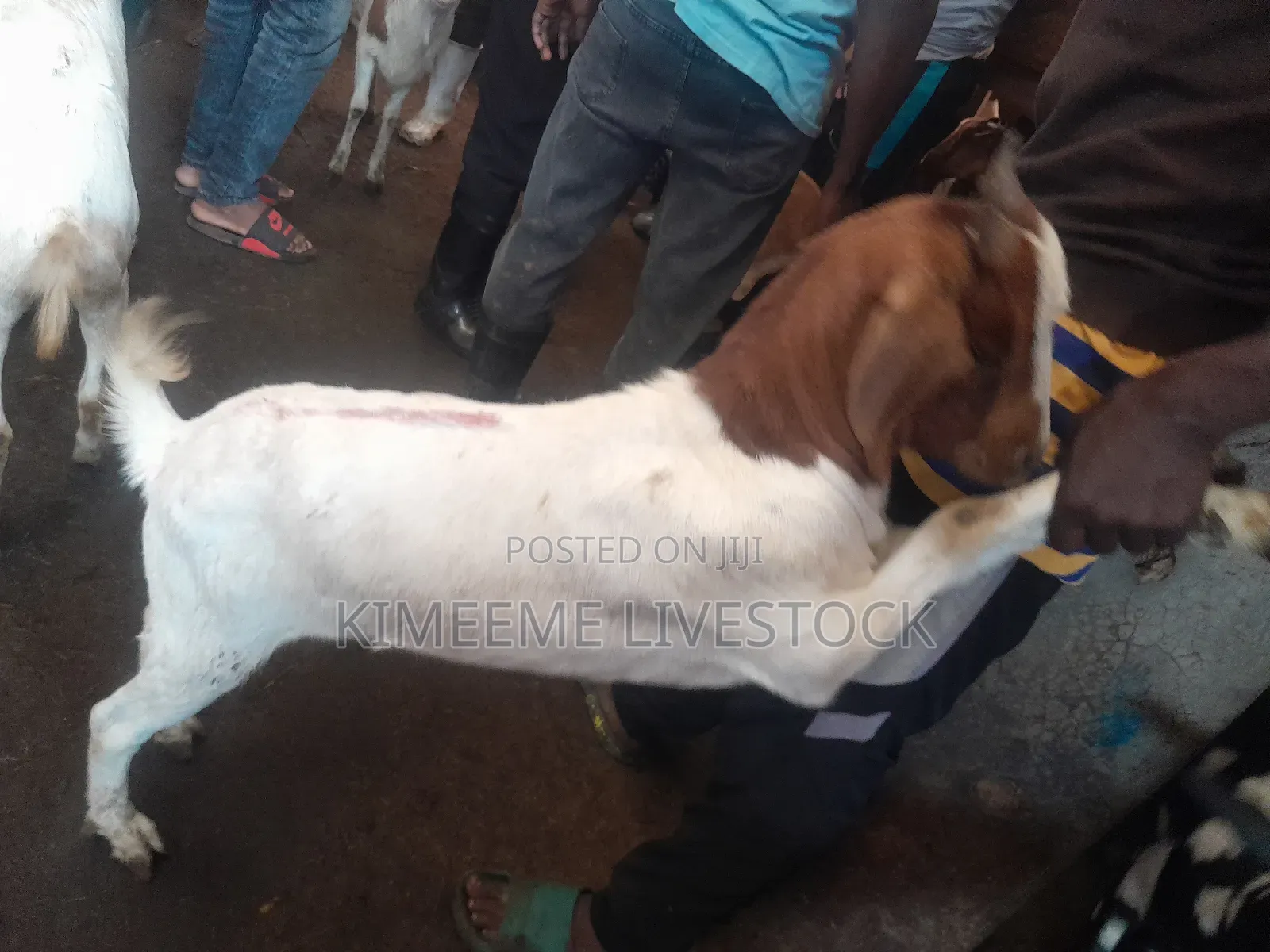 Goats  and Sheep  for Rearing in Kampala City and Near