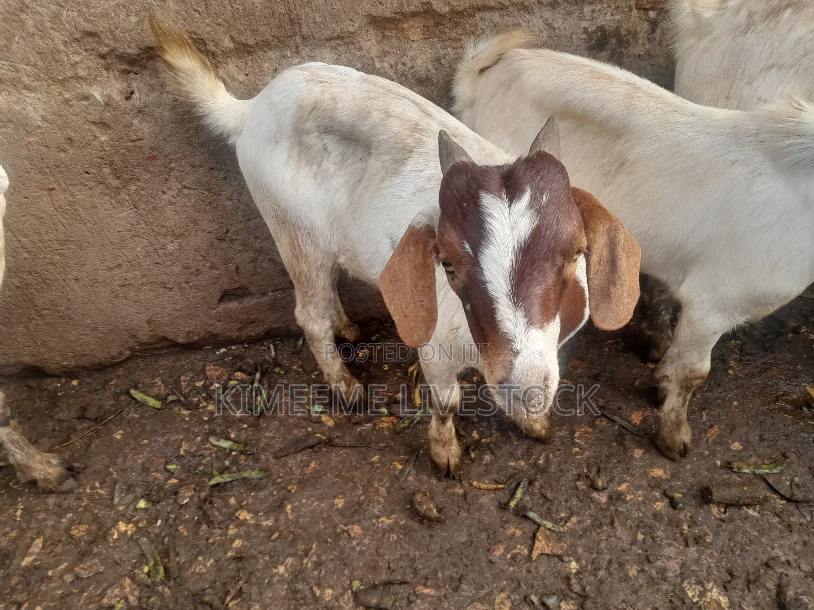 Goats  and Sheep  for Rearing in Kampala City and Near