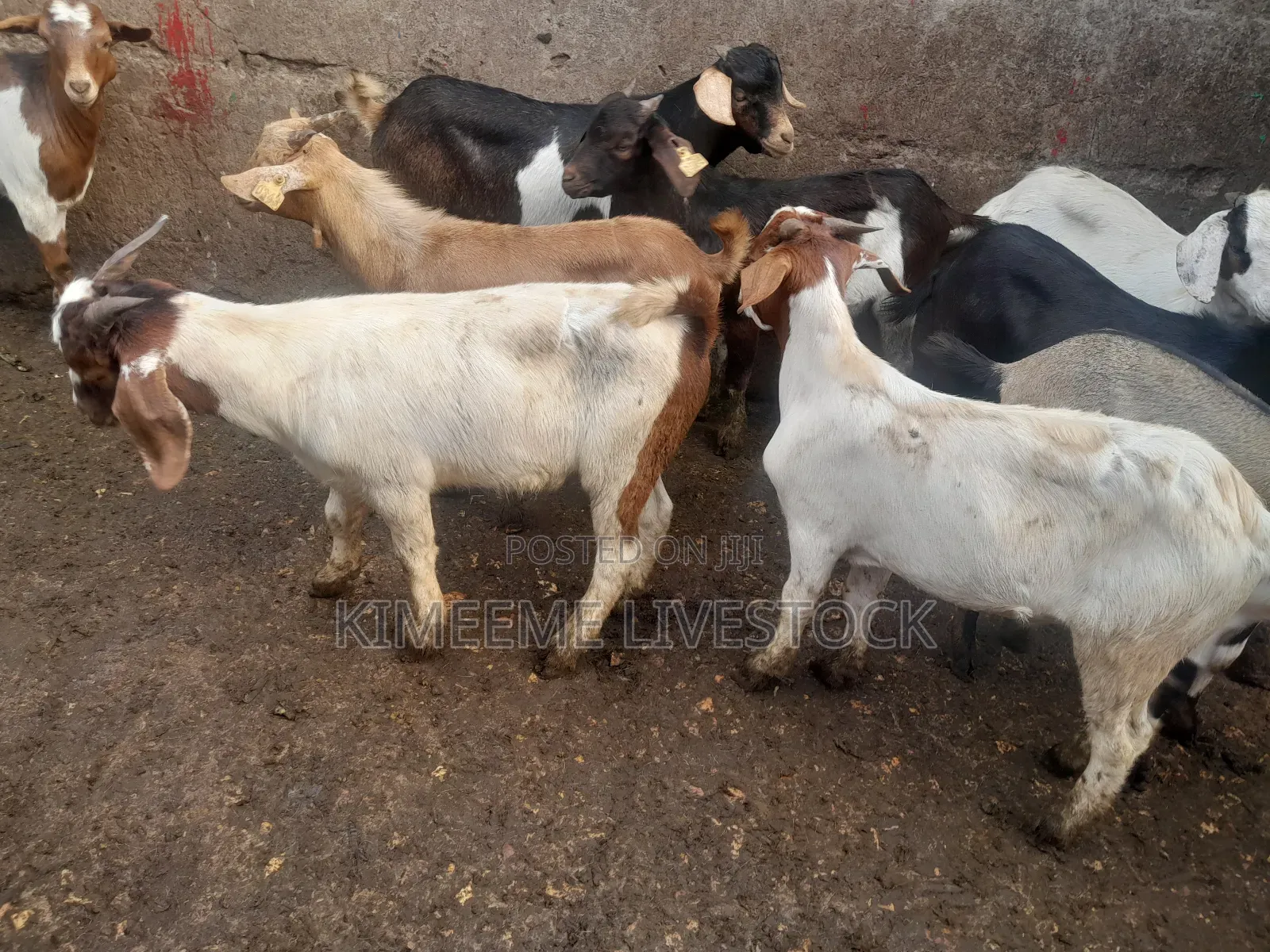 Goats  and Sheep  for Rearing in Kampala City and Near