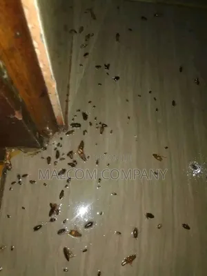 Photo - Bed Bugs Killing Chemicals.