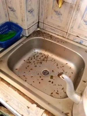 Fumigation Bedbugs