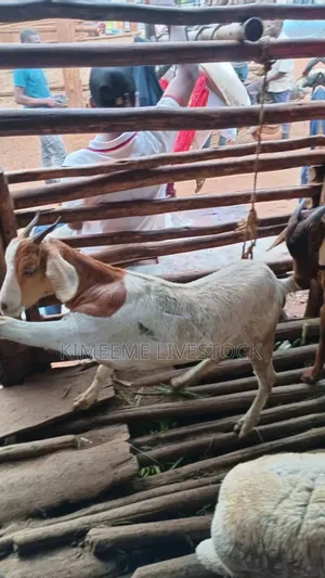 A Young Boer Male Goat for Rearing
