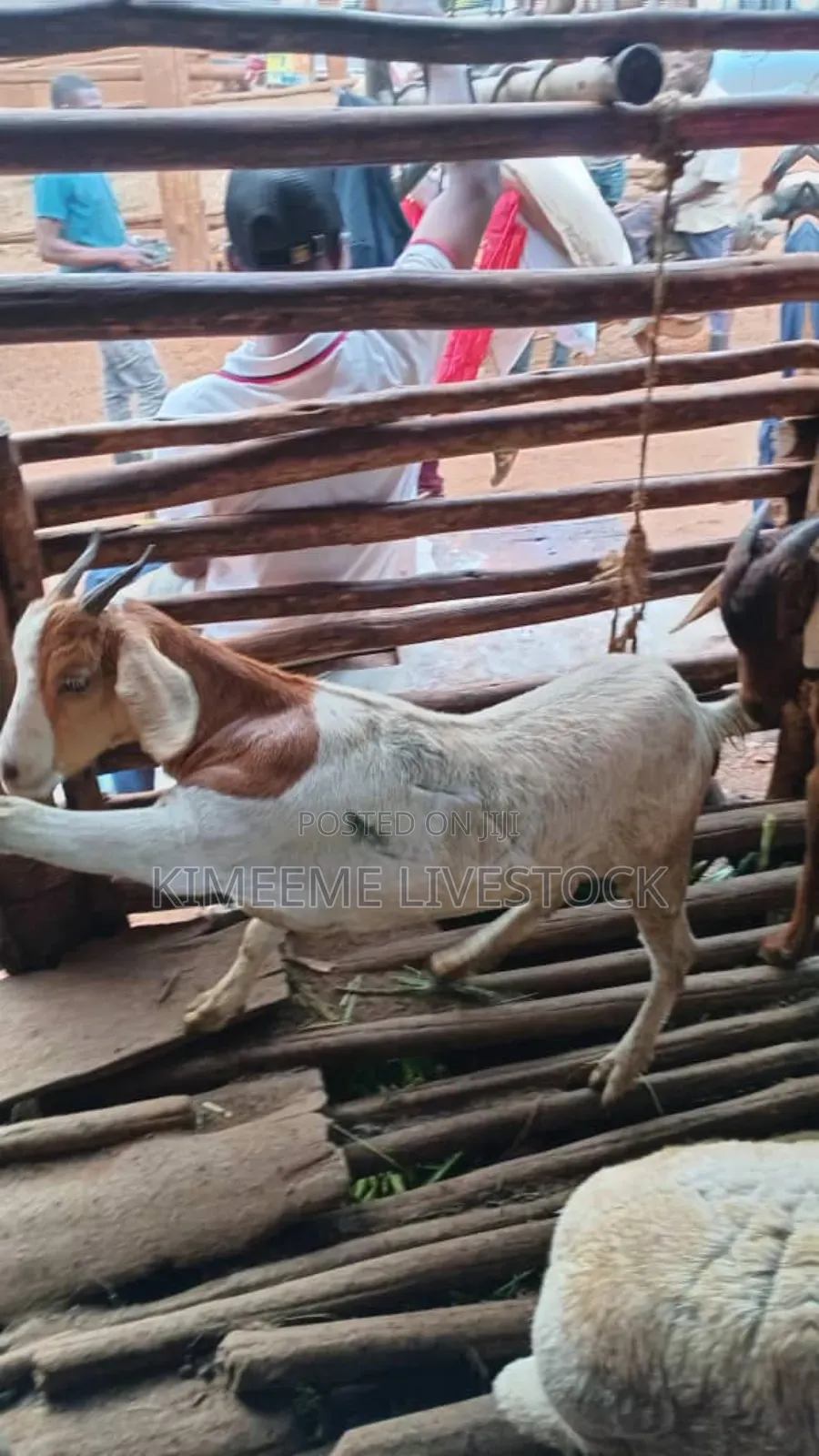 A Young Boer Male Goat for Rearing