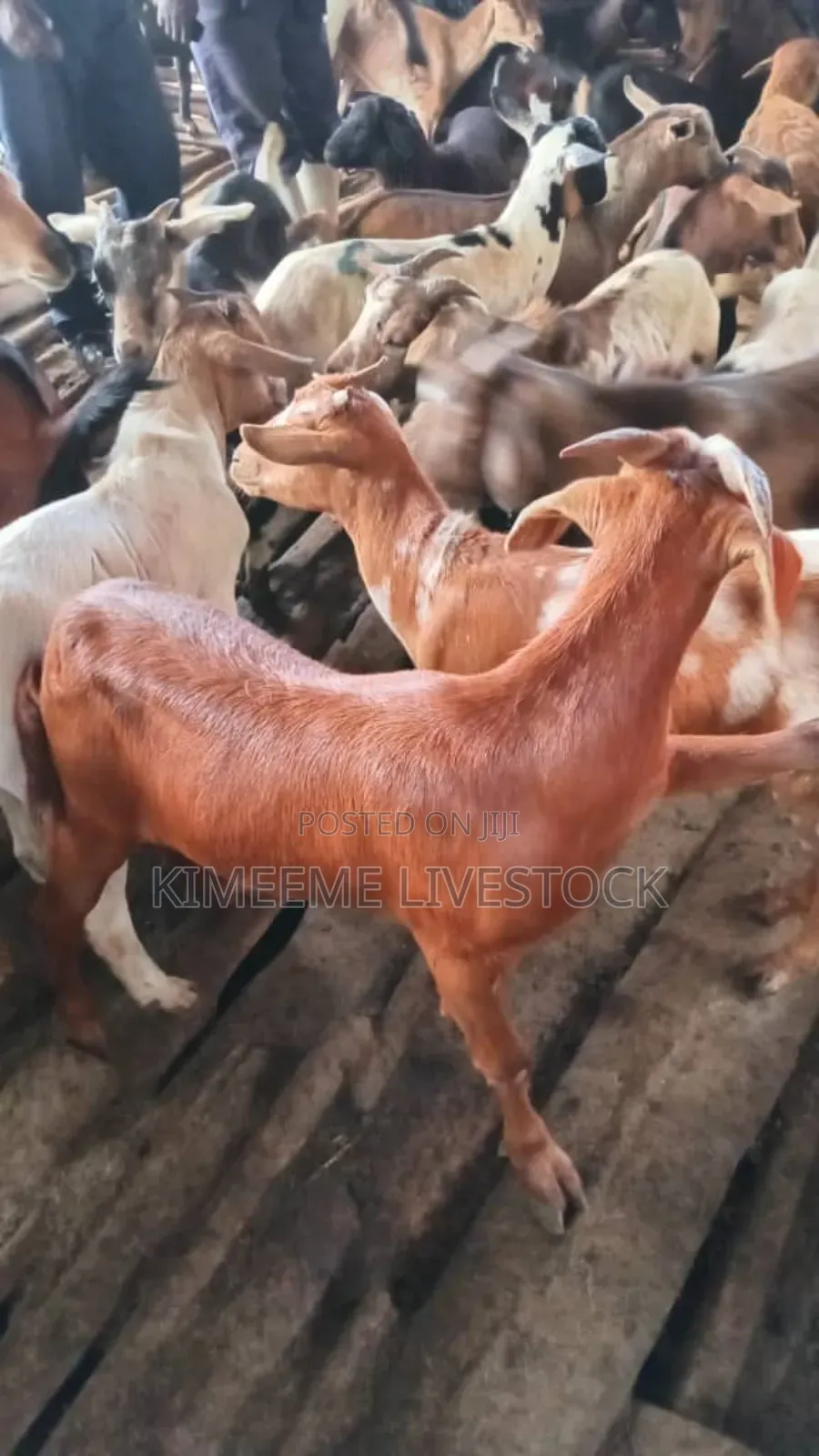 A Young Boer Male Goat for Rearing