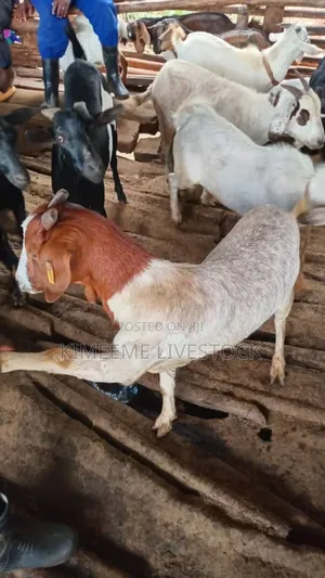 A Young Boer Male Goat for Rearing