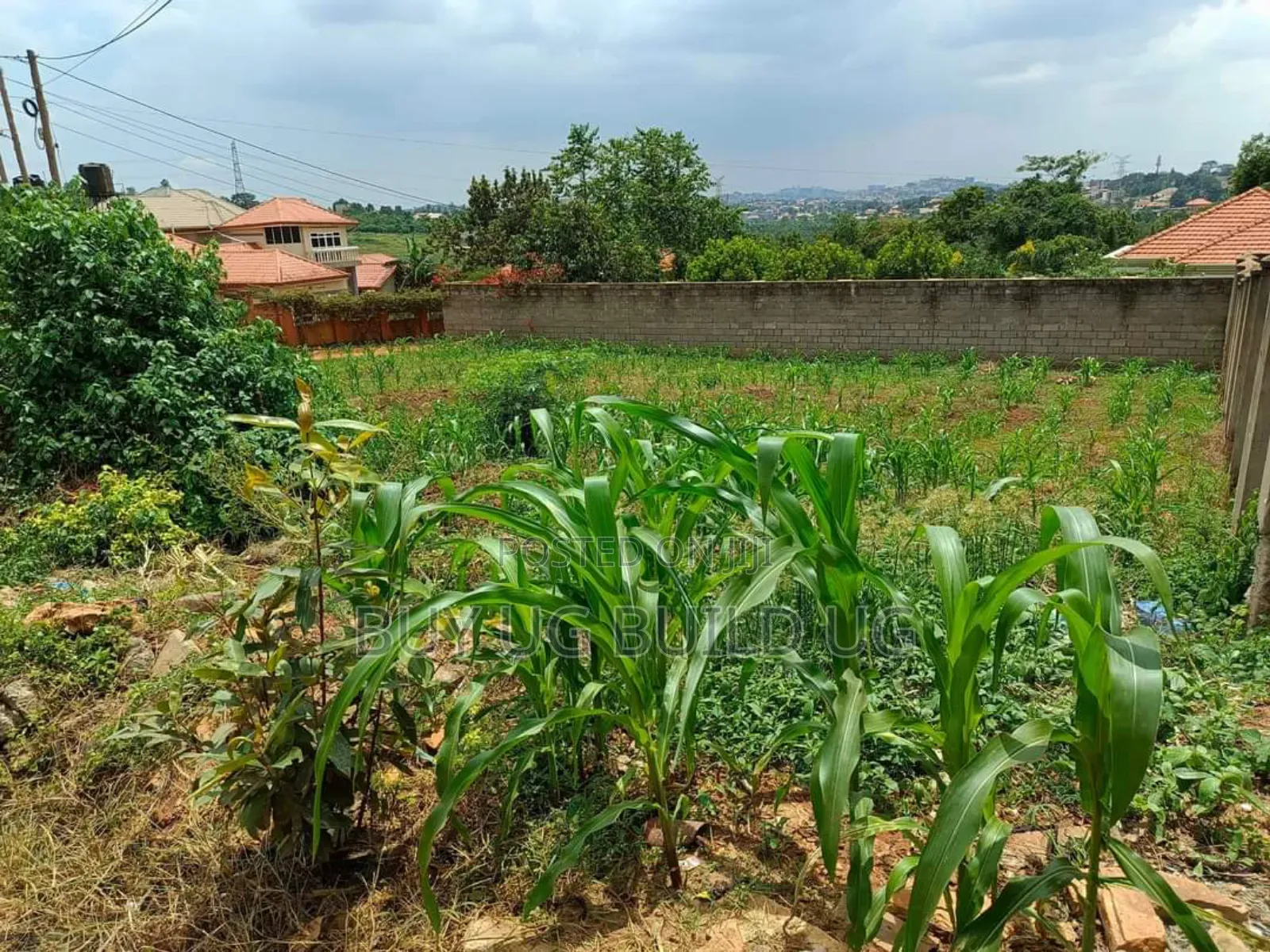 Plot on Sale Enclosed in a Wall Fence (100x100ft ) in Kira
