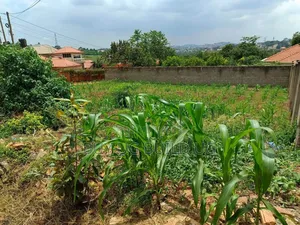 Plot on Sale Enclosed in a Wall Fence (100x100ft ) in Kira