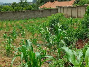Plot on Sale Enclosed in a Wall Fence (100x100ft ) in Kira