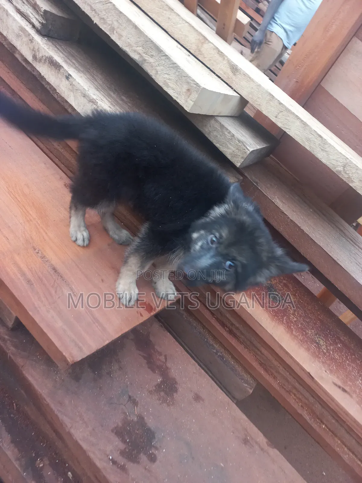 0-1 month Female Purebred German Shepherd
