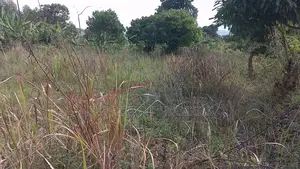 5 Acres for Sale at Butambala Each Acre at 15m