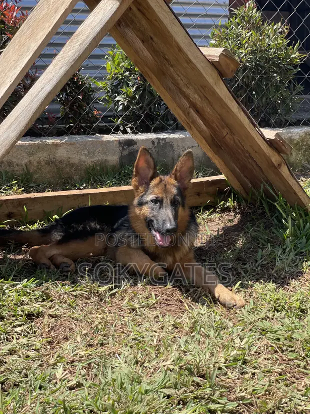 3-6 months Female Purebred German Shepherd in Central Division