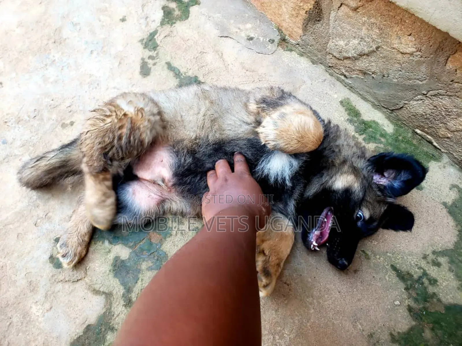0-1 month Male Purebred German Shepherd