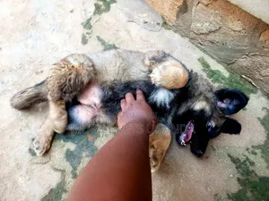 0-1 month Male Purebred German Shepherd