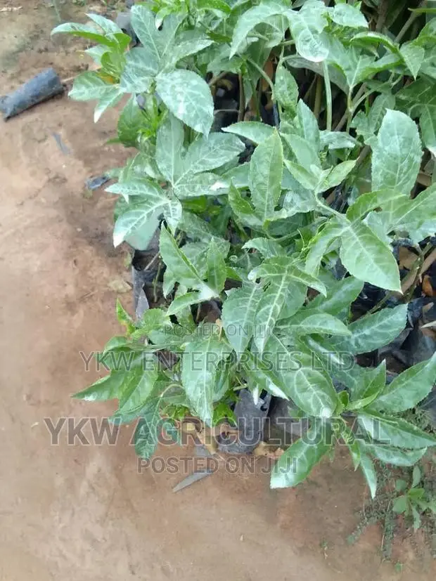 Upf 12 Passion Fruit Seedlings.