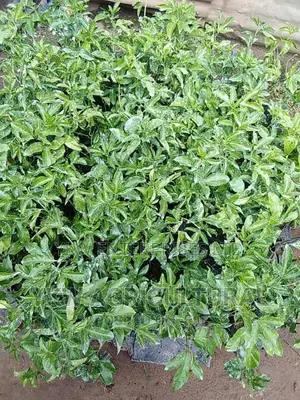 Upf 12 Passion Fruit Seedlings.
