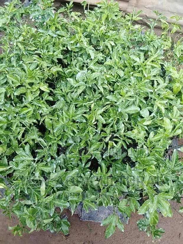 Upf 12 Passion Fruit Seedlings.