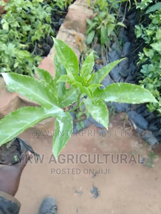 Upf 12 Passion Fruit Seedlings.