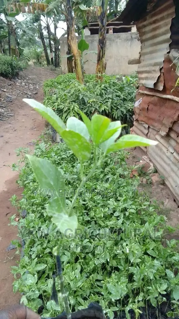 Upf 12 Passion Fruit Seedlings.