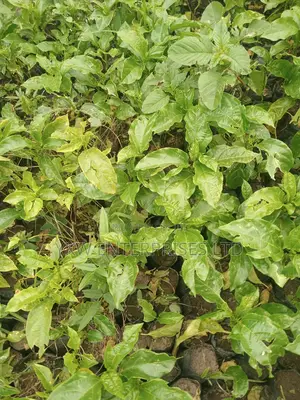 Upf 12 Passion Fruit Seedlings.