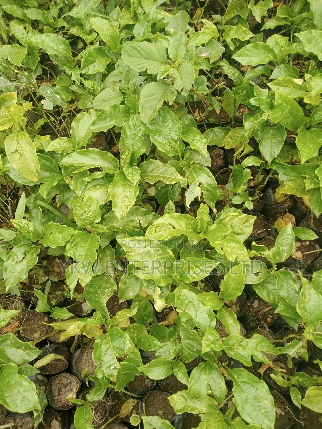 Upf 12 Passion Fruit Seedlings.