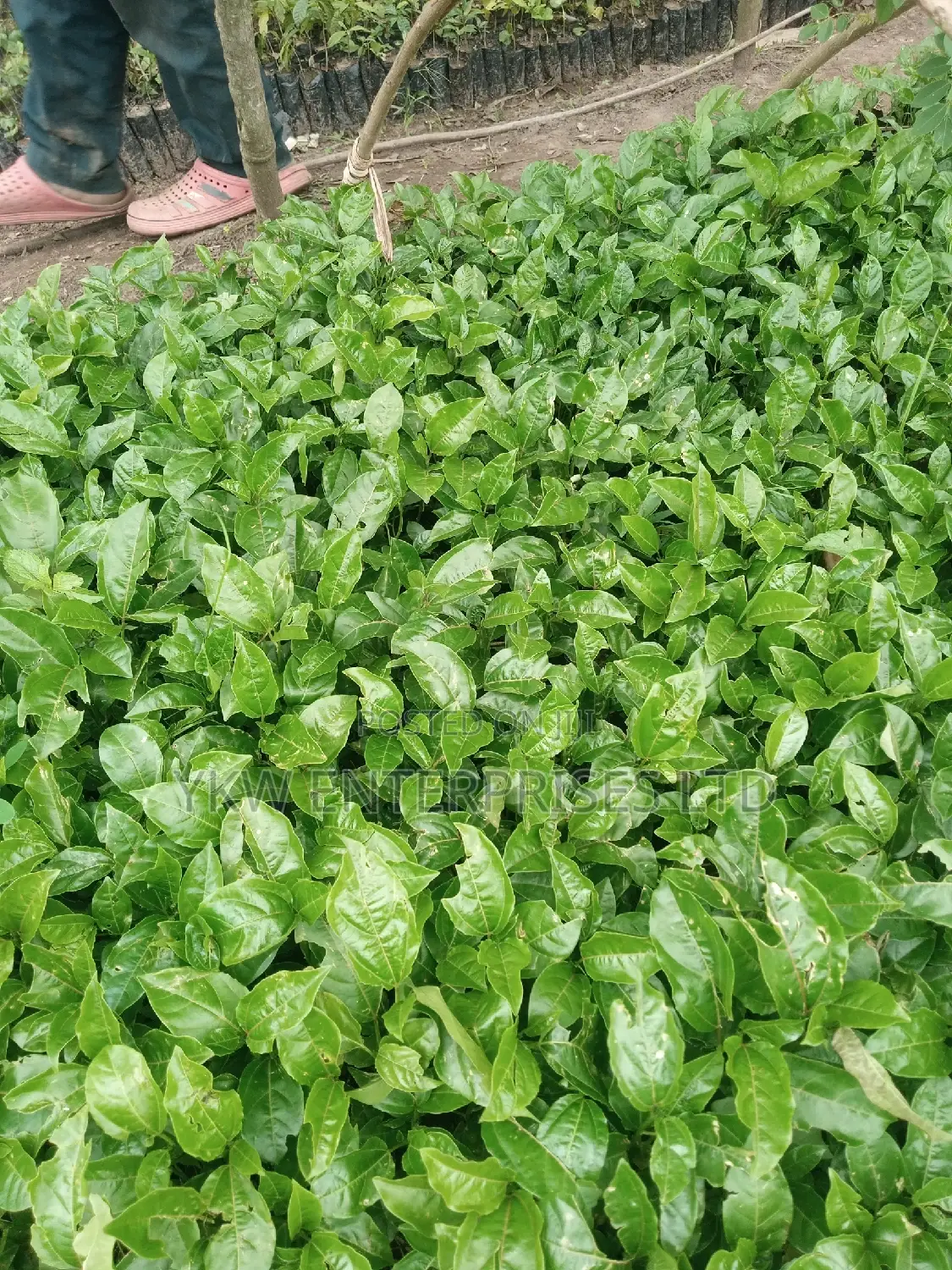 Upf 12 Passion Fruit Seedlings.