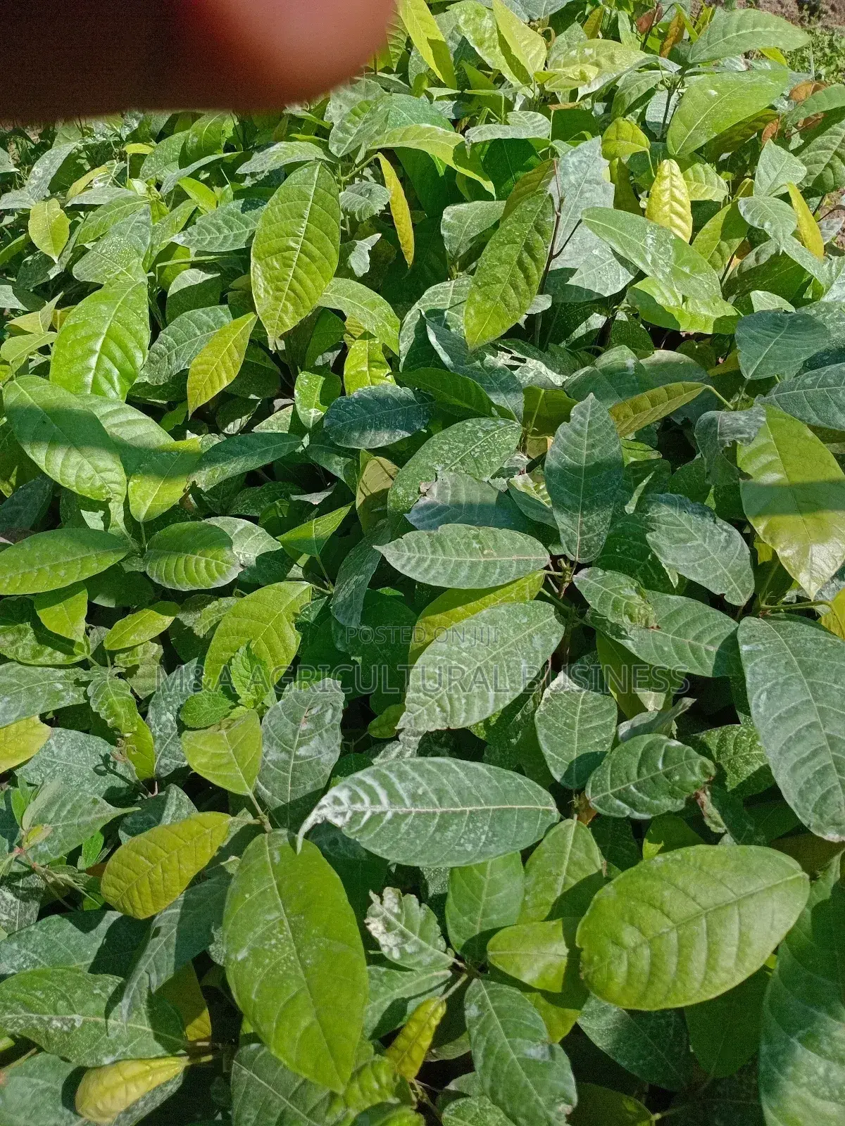 Cocoa Seedlings