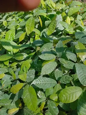 Cocoa Seedlings
