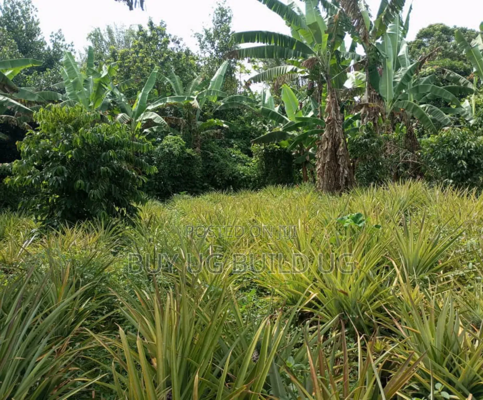 Good Deal! 3 Acres of LandKalule- Bombo Rd