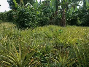 Good Deal! 3 Acres of LandKalule- Bombo Rd