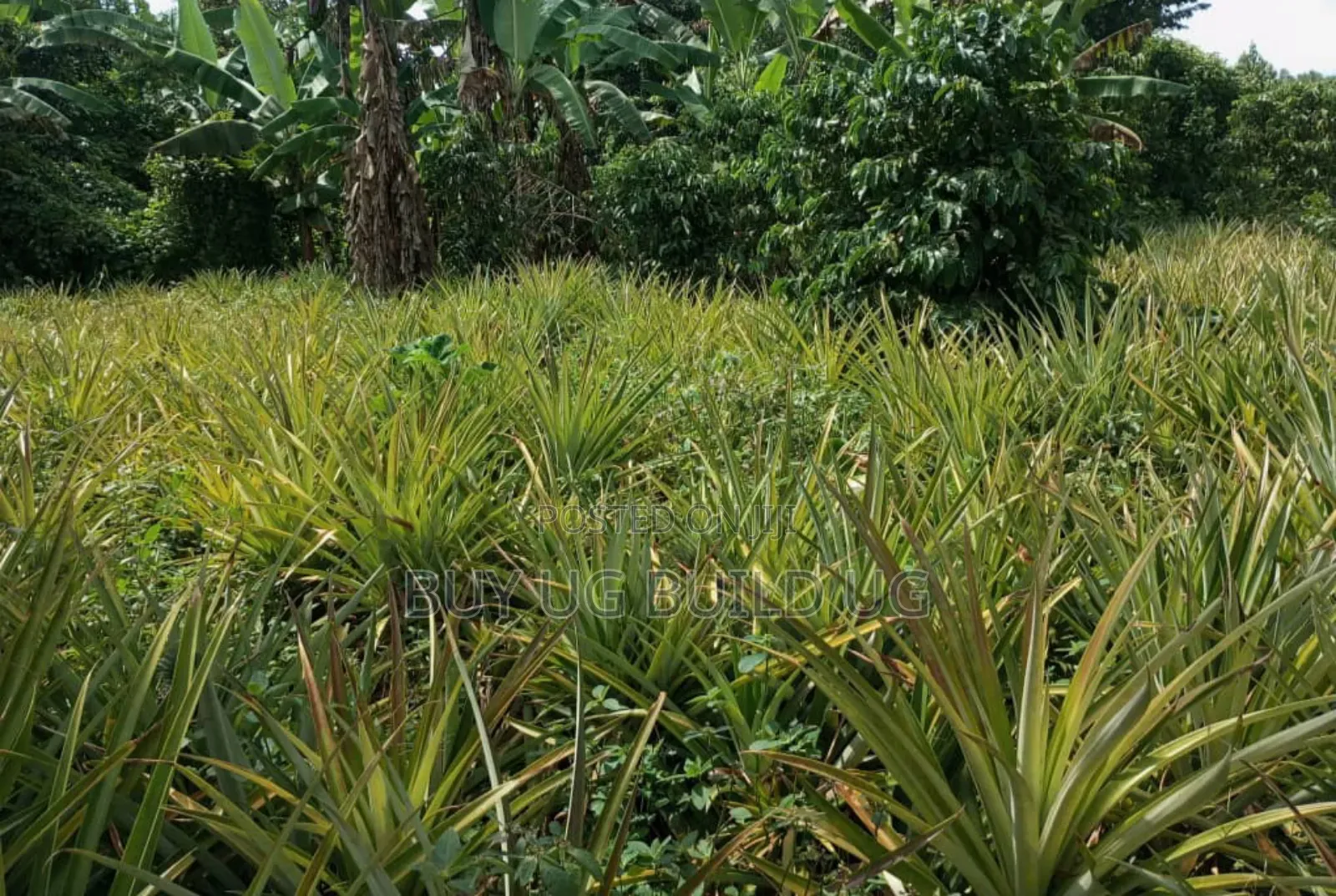 Good Deal! 3 Acres of LandKalule- Bombo Rd