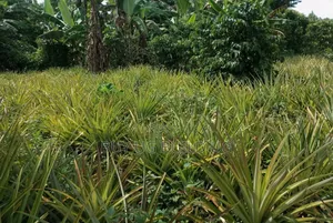 Good Deal! 3 Acres of LandKalule- Bombo Rd