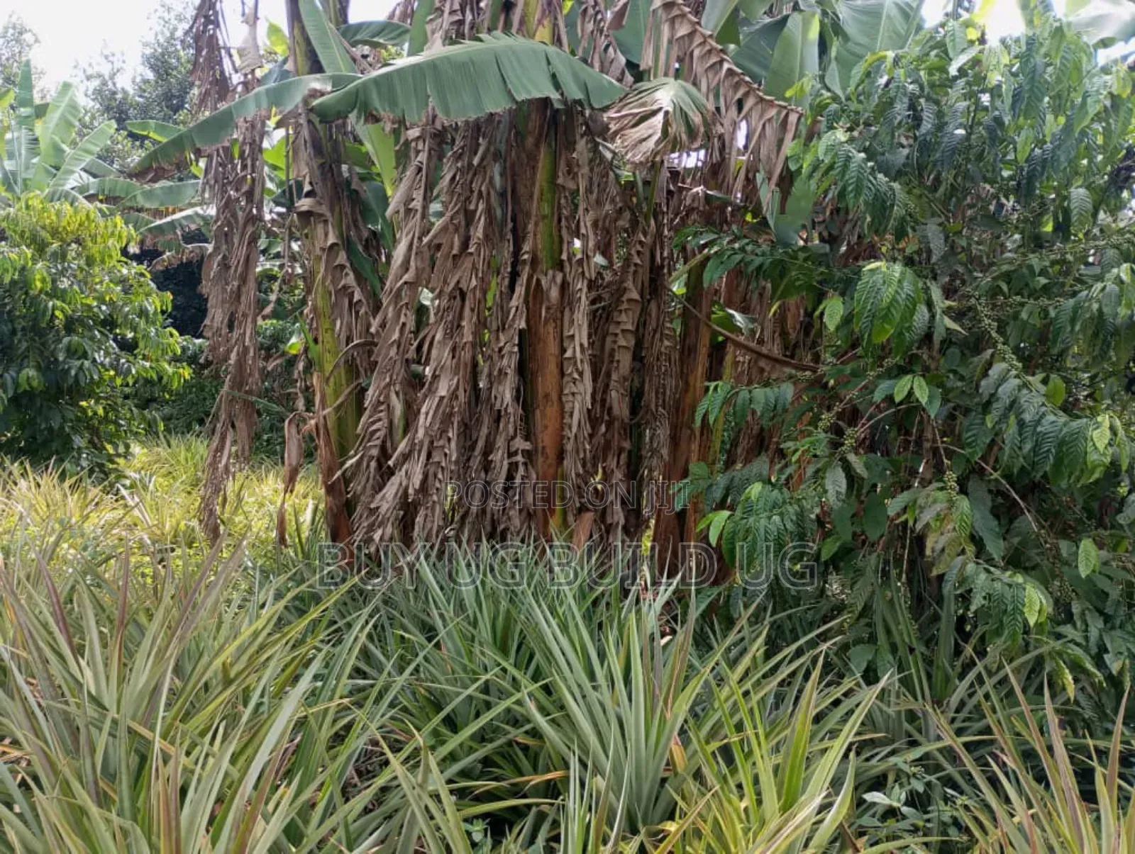 Good Deal! 3 Acres of LandKalule- Bombo Rd