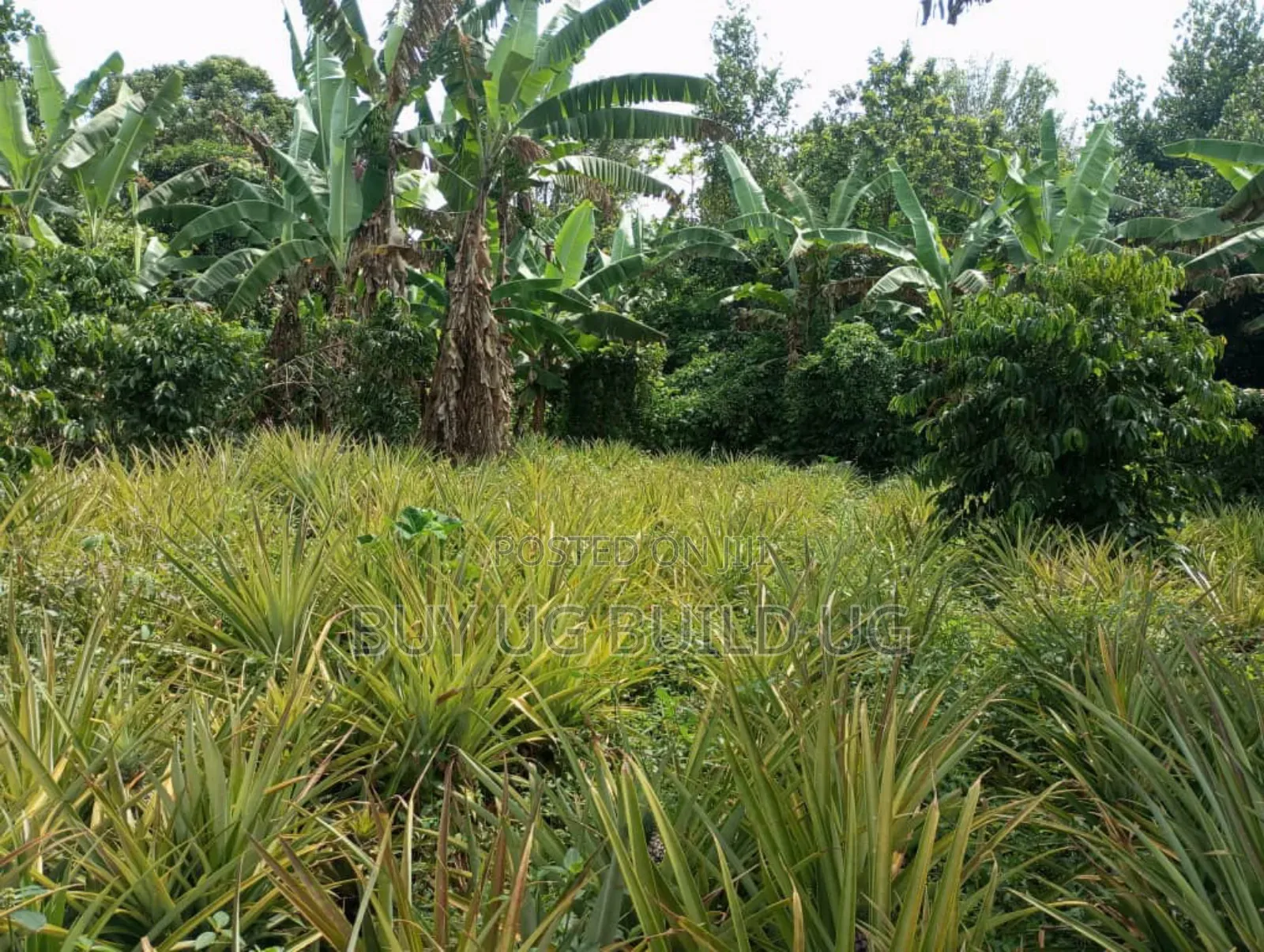 Good Deal! 3 Acres of LandKalule- Bombo Rd