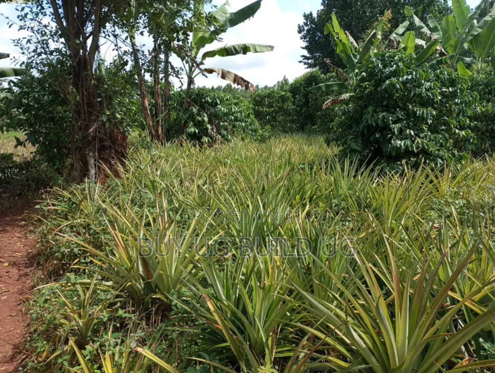 Good Deal! 3 Acres of LandKalule- Bombo Rd