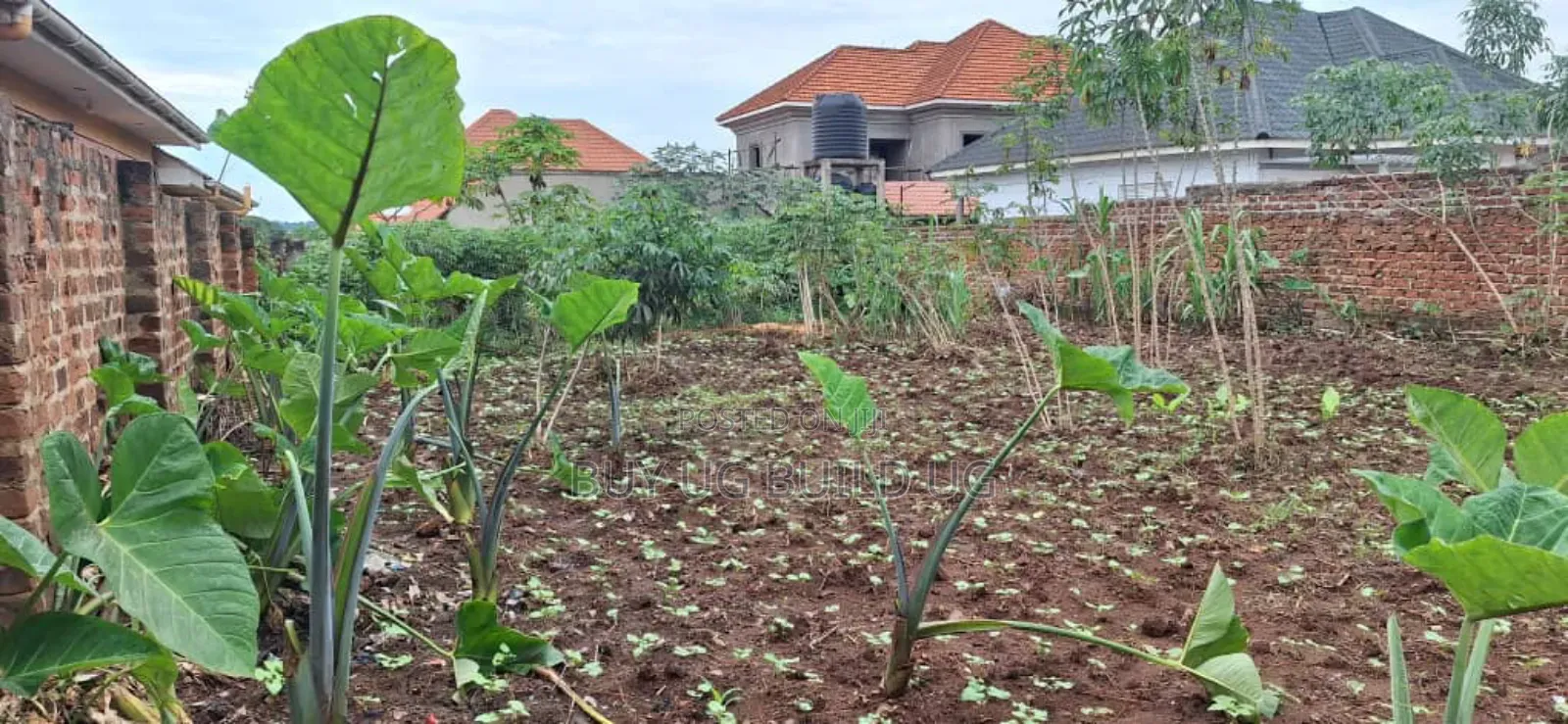*50x100ft Kira Bulindo Town 300 Meters Off Tarmac 100m