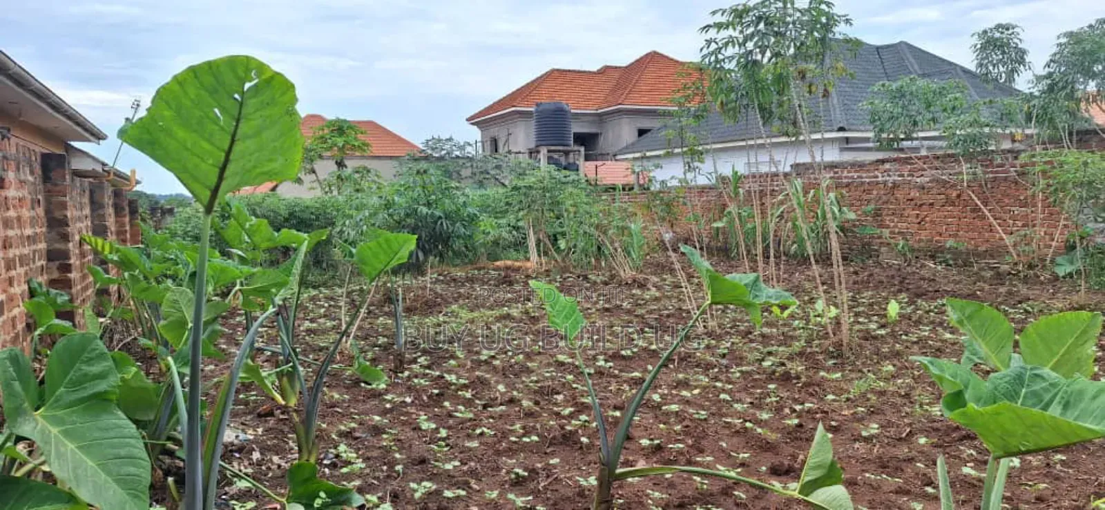 *50x100ft Kira Bulindo Town 300 Meters Off Tarmac 100m