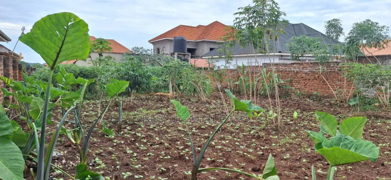 *50x100ft Kira Bulindo Town 300 Meters Off Tarmac 100m