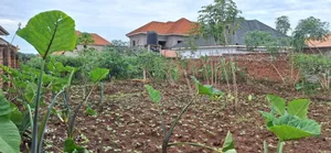 *50x100ft Kira Bulindo Town 300 Meters Off Tarmac 100m