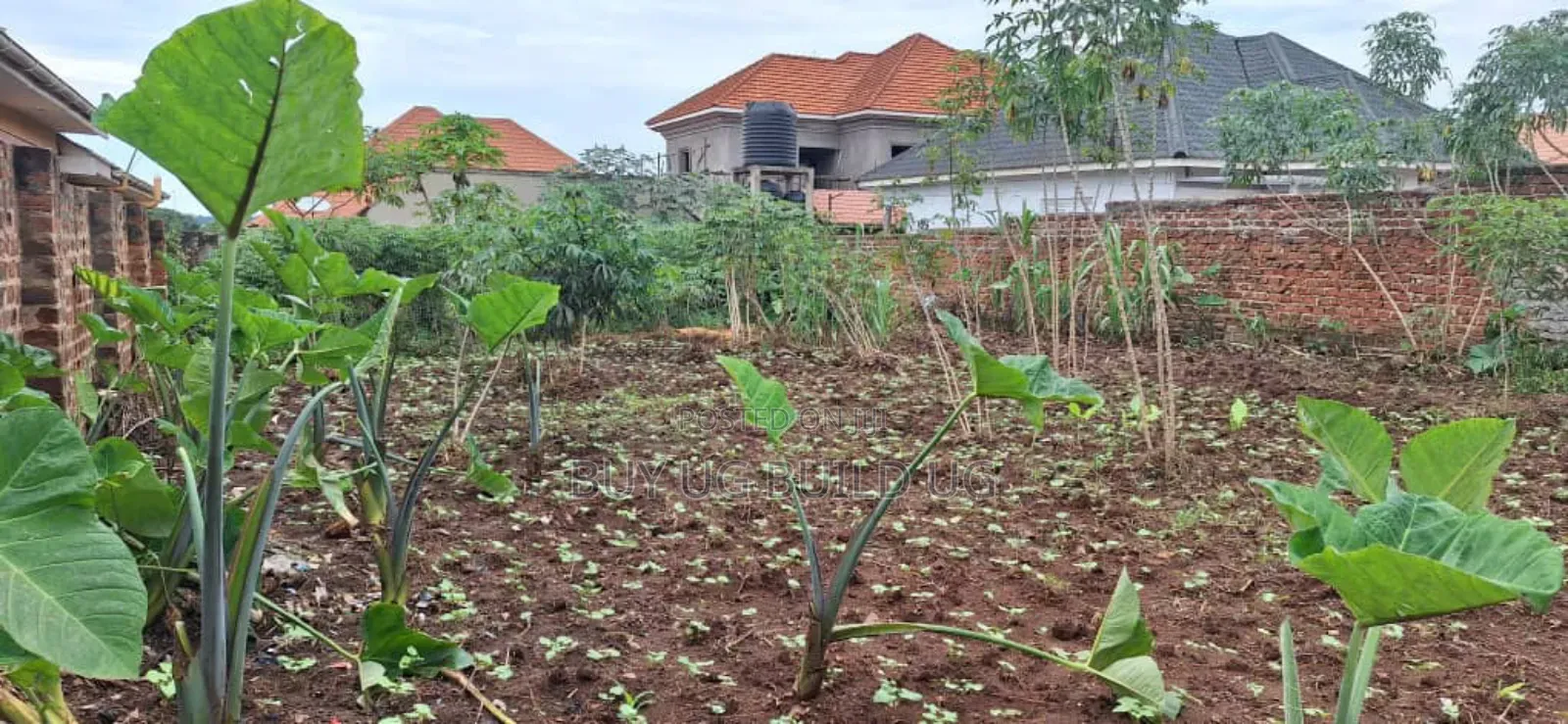 *50x100ft Kira Bulindo Town 300 Meters Off Tarmac 100m