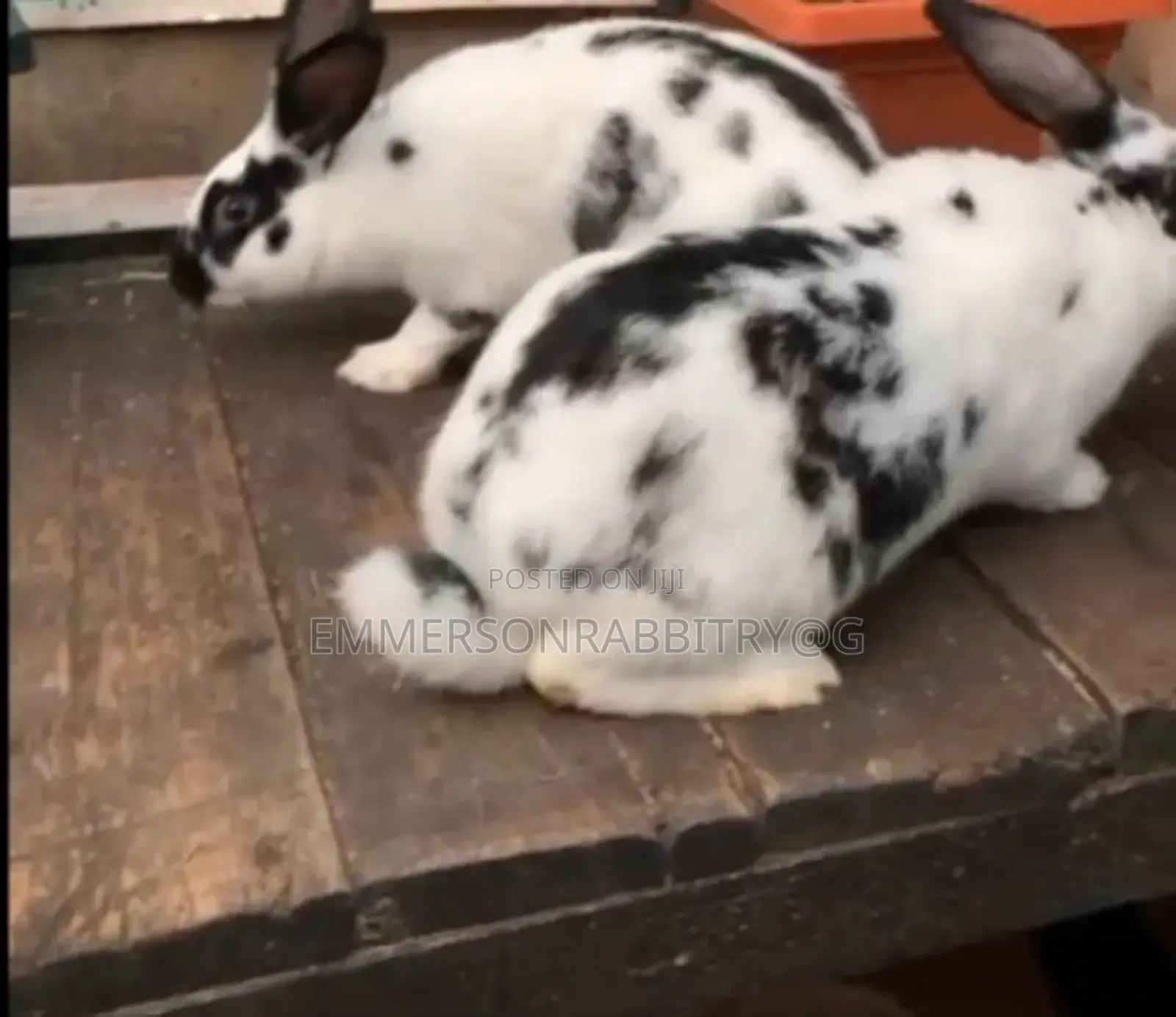 Giant RABBITS Breeds