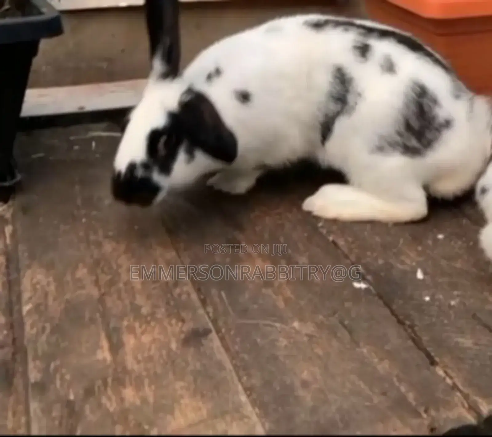 Giant RABBITS Breeds