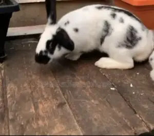 Giant RABBITS Breeds