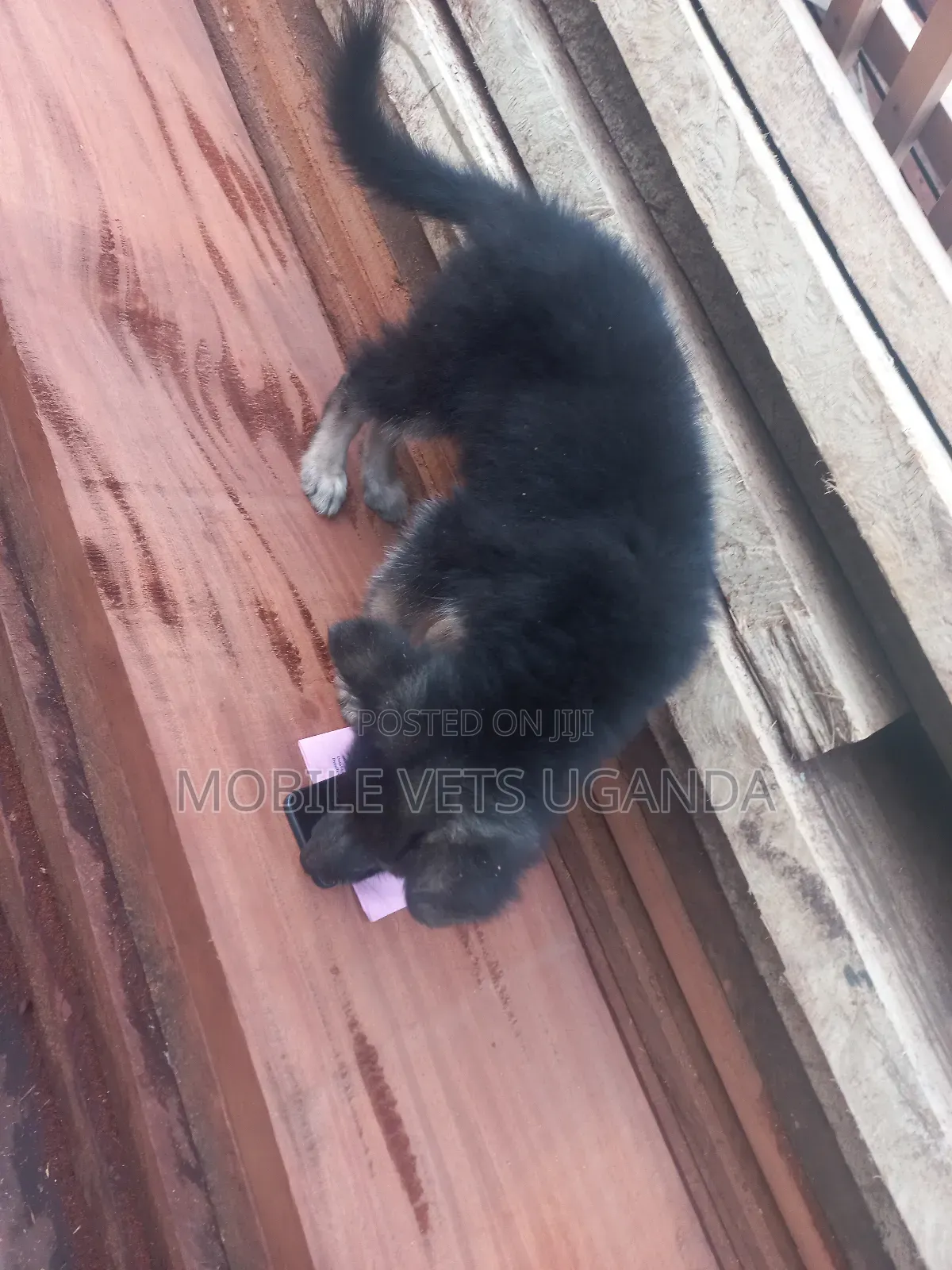 0-1 month Female Purebred German Shepherd