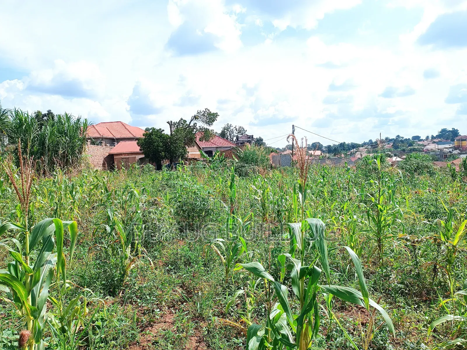 Good Deal 30ft By50ft Plot for Sale Namugongo_bukerere at 6.5m