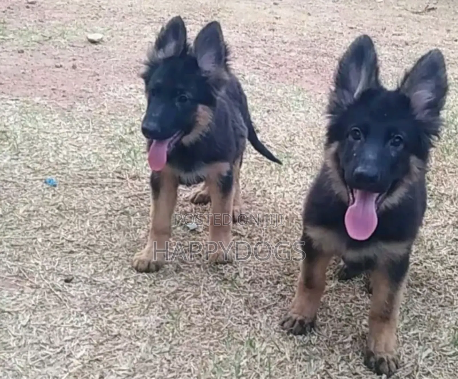 1-3 months Female Purebred German Shepherd