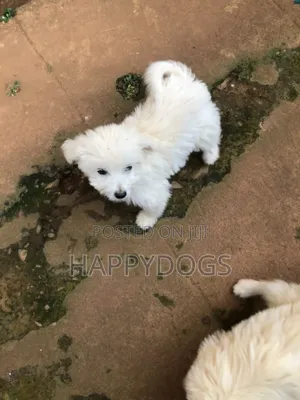 Photo - 1-3 months Male Purebred Maltese